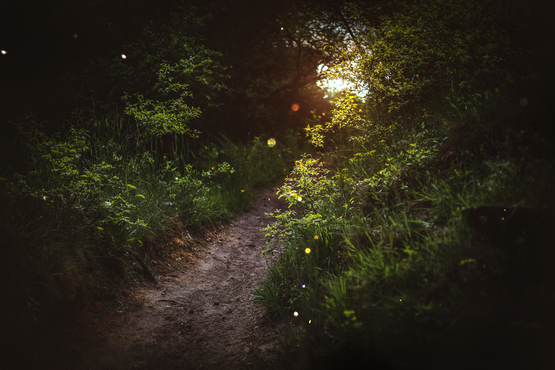 Enchanted forest, magical herbs. Green witch plants, mystical woodland